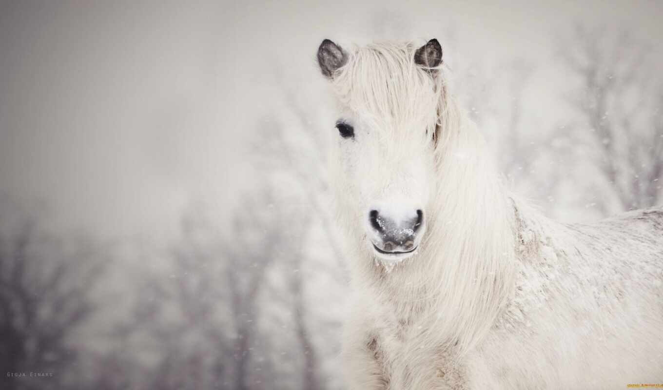 хороший, white, лошадь, снег, winter, дрюз, ekaterina, narrow