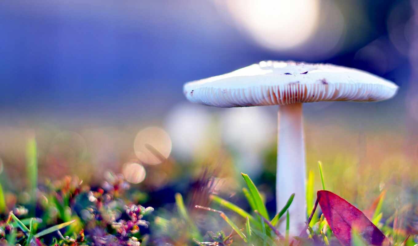 mushroom, maulus