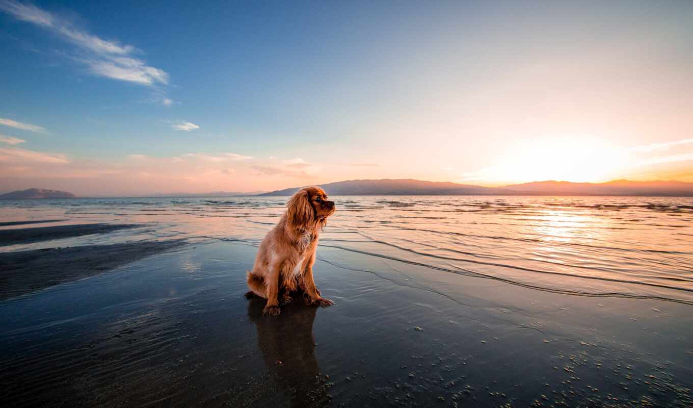 пляж, собака, funart