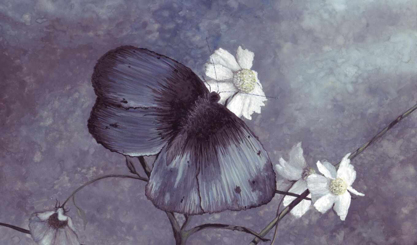 picture, butterfly, sit, chamomile, drawing, dushit, stolfoto