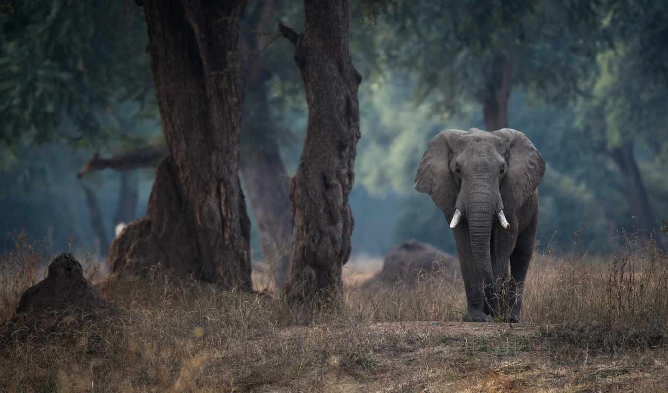 elephant, fore