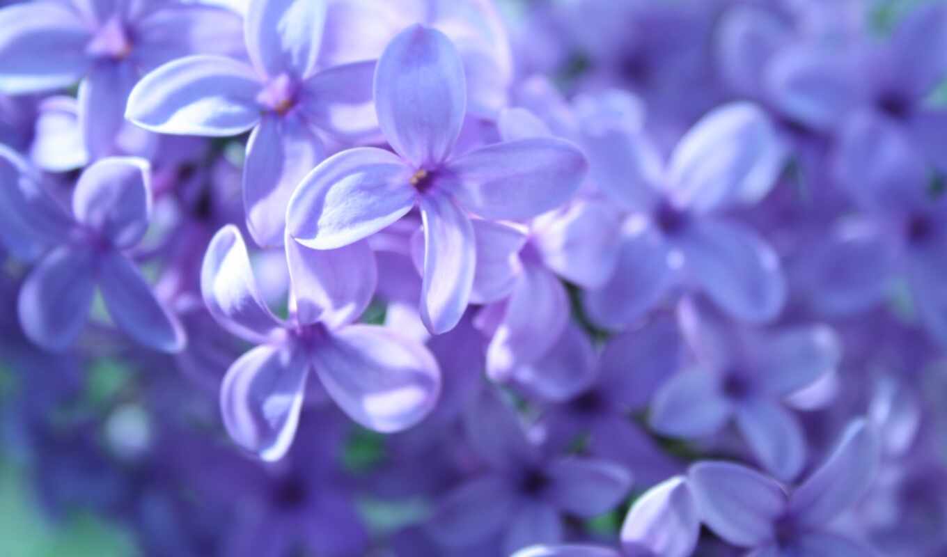 flowers, purple, lilac, lavender