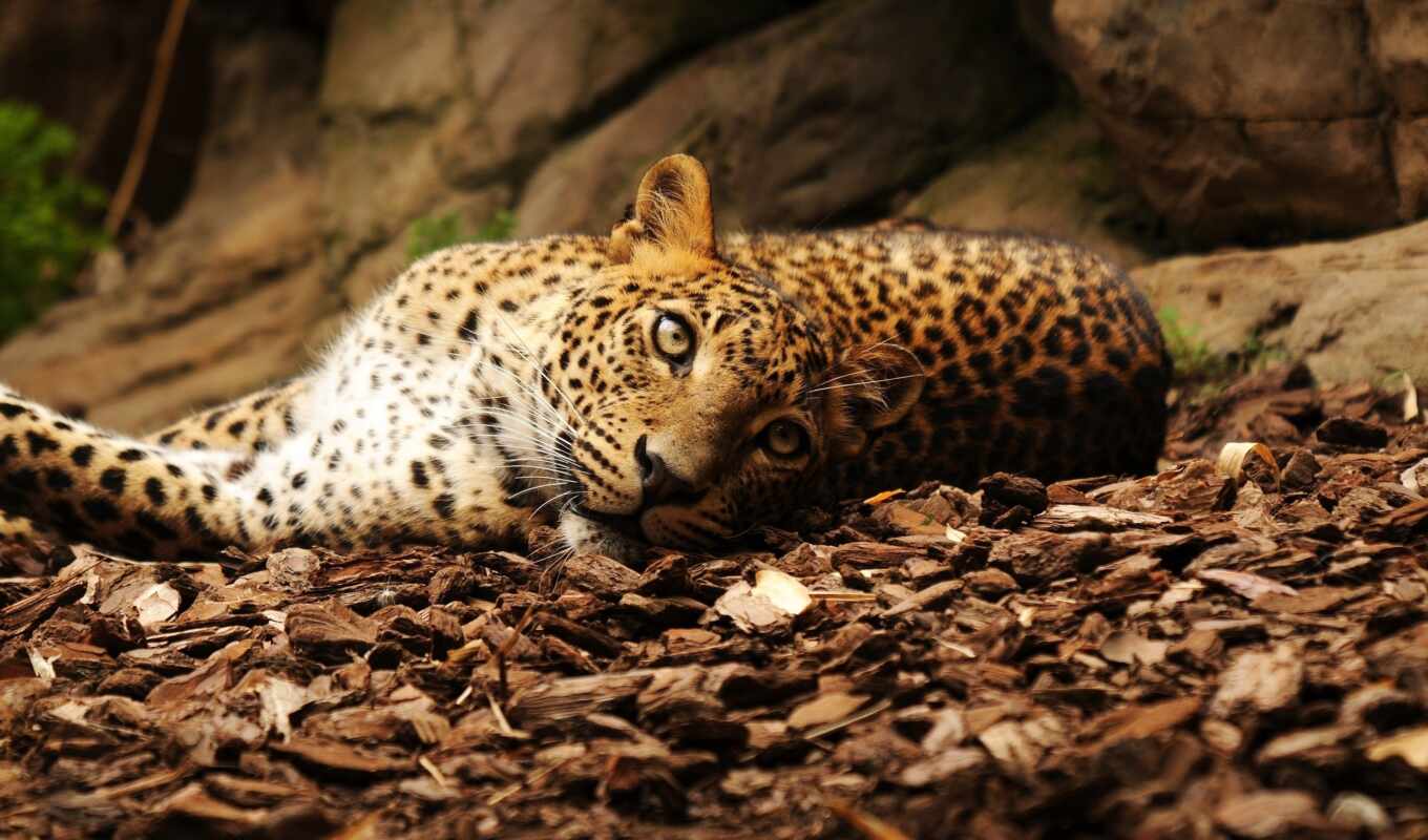 view, picture, picture, leaves, stones, lies, cat, rest, leopard, jaguar