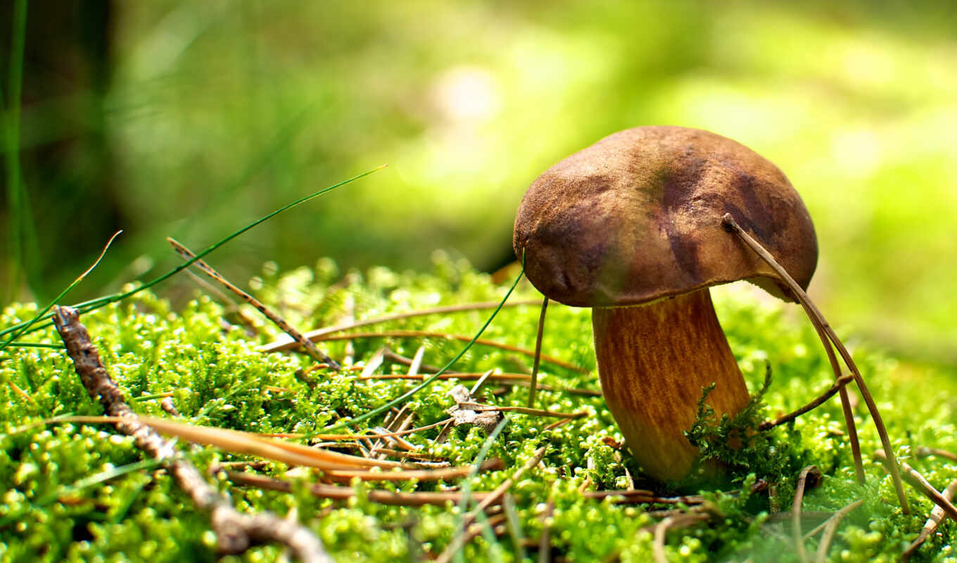 mushroom, mushrooms, mushrooms