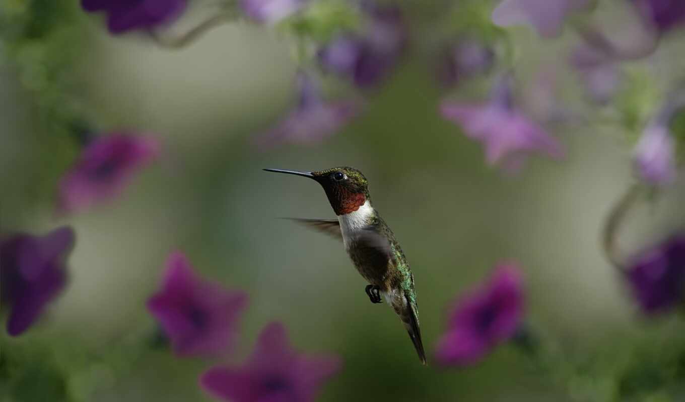 photo, macro, flight, flowers, bird, blurring, hummingbirds