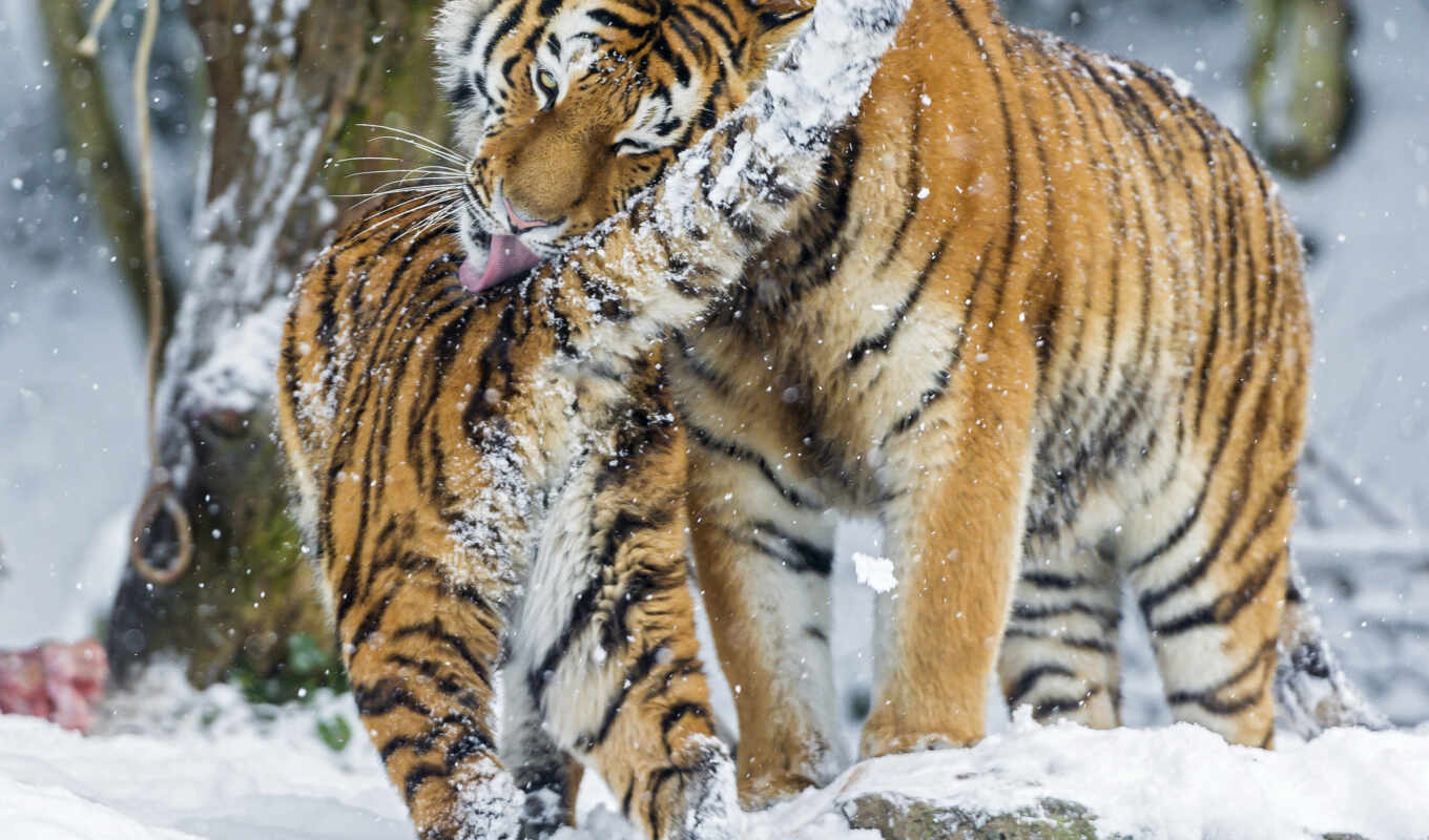 снег, большая, amur, тигр, зимние, siberian