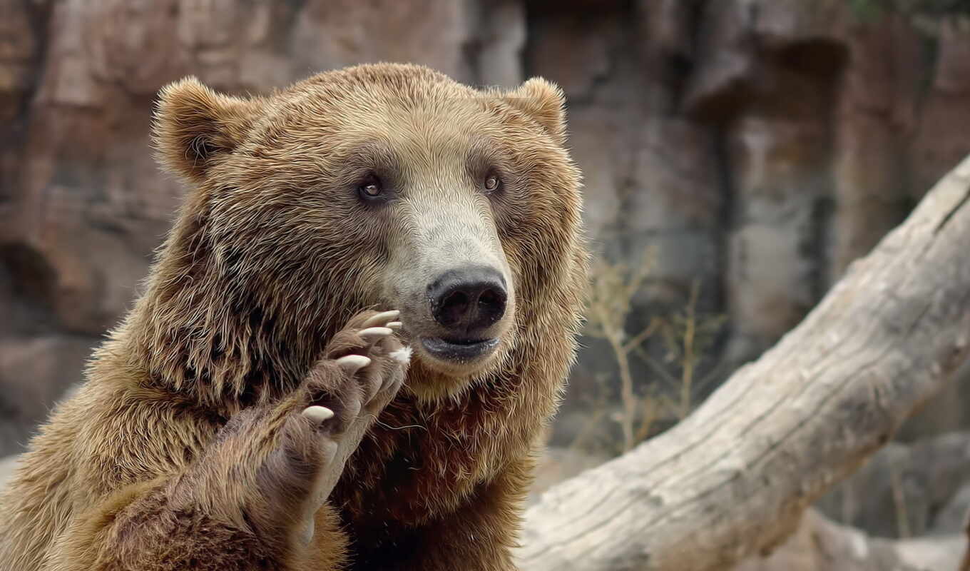 brown, bear, bears, bear, paws, all right, ♪
