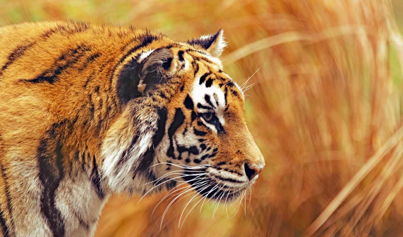 ipad, тигр, бенгальский