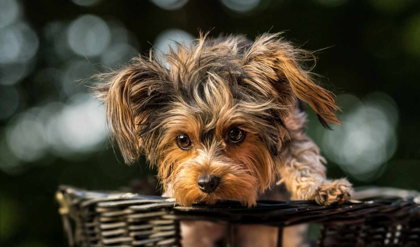 dog, tablet, basket, pet, bull terrier, country, yorkshire, yorkie, baiana