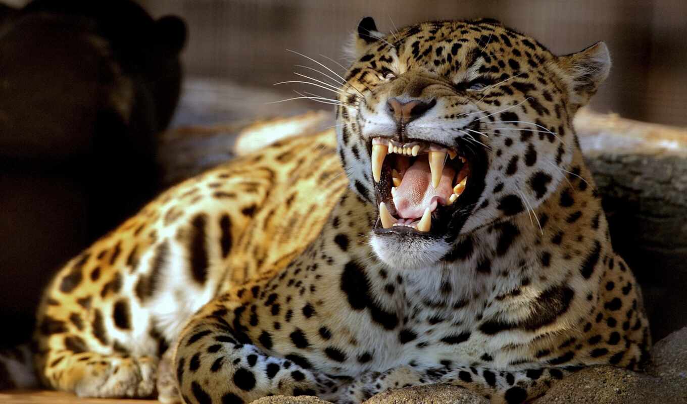 кот, множество, леопард, птица, орлан, animal, алфавит, jaguar, эмоция, бакенбарды, telegr