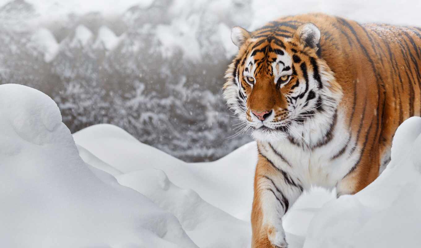 snow, amur, tiger, tigris, siberian