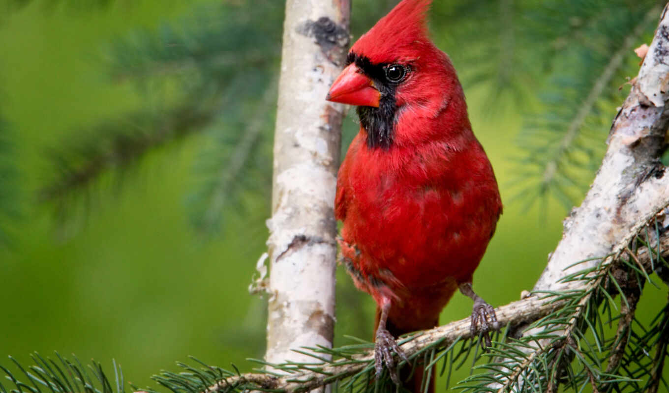 red, птица, branch, кардинал, виргинский