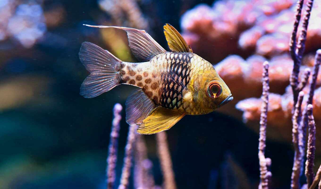 fish, underwater