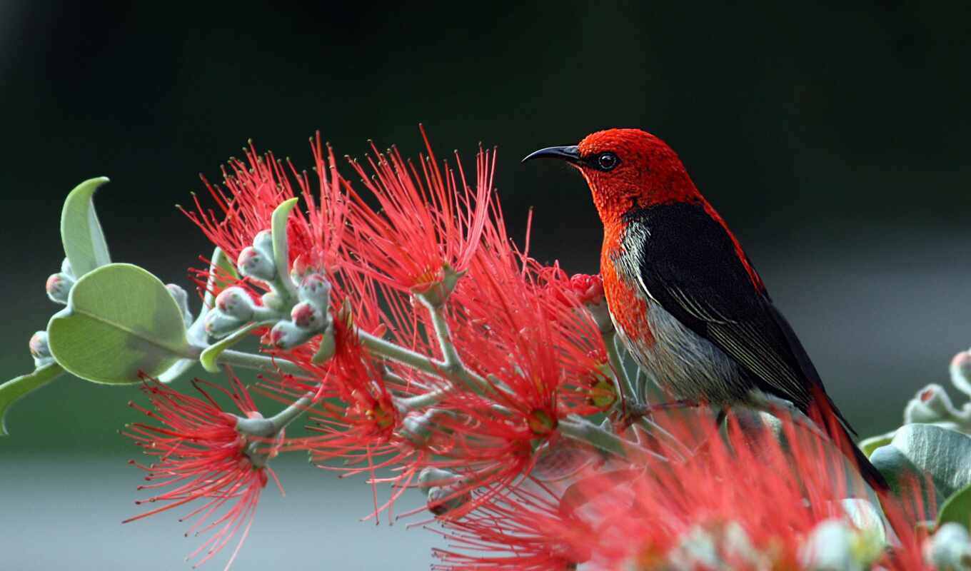 природа, black, цветы, музыка, red, new, птица, animal, scarlet, mean, медоед