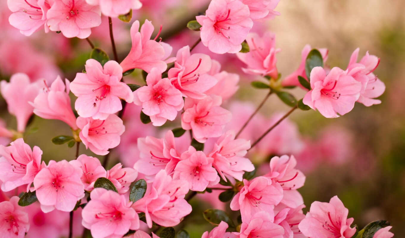 цветы, лепестки, розовый, весна