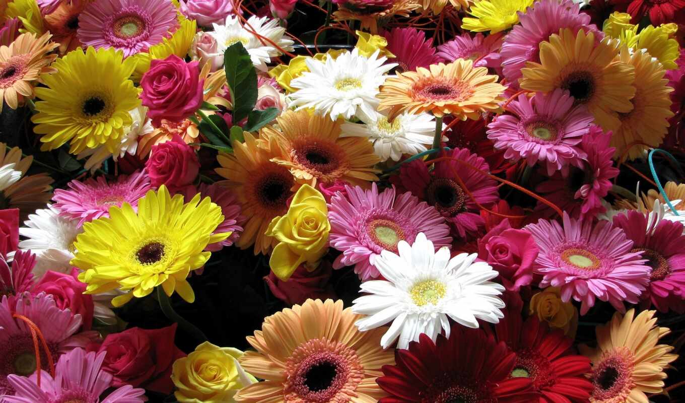 bouquet, multicolored, gerbera, roses, The color is huge