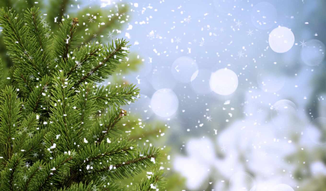зелёный, снег, winter, высоком, холод, trees, eli, ёль, ветки, елка