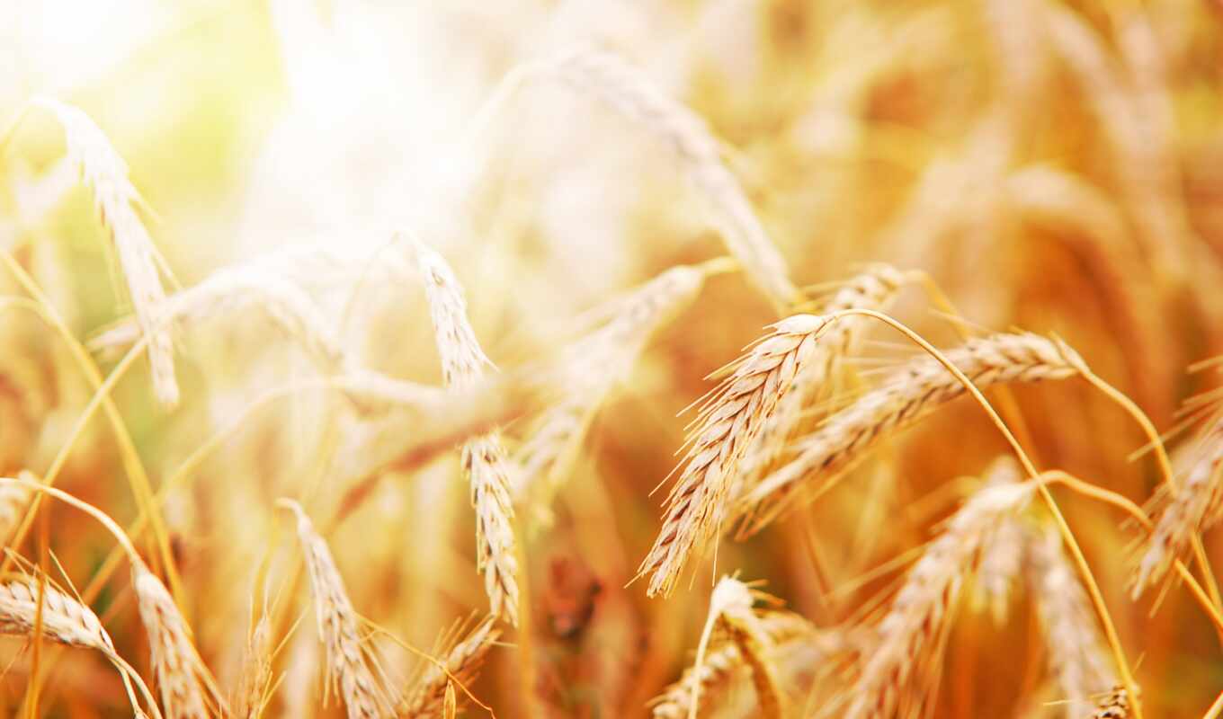nature, collection, summer, sun, earrings, warm, wheat