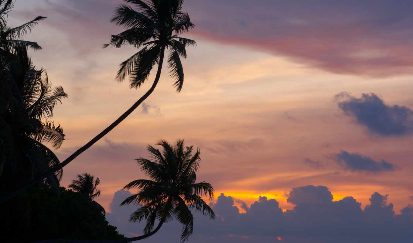 nature, tree, sunset, palm