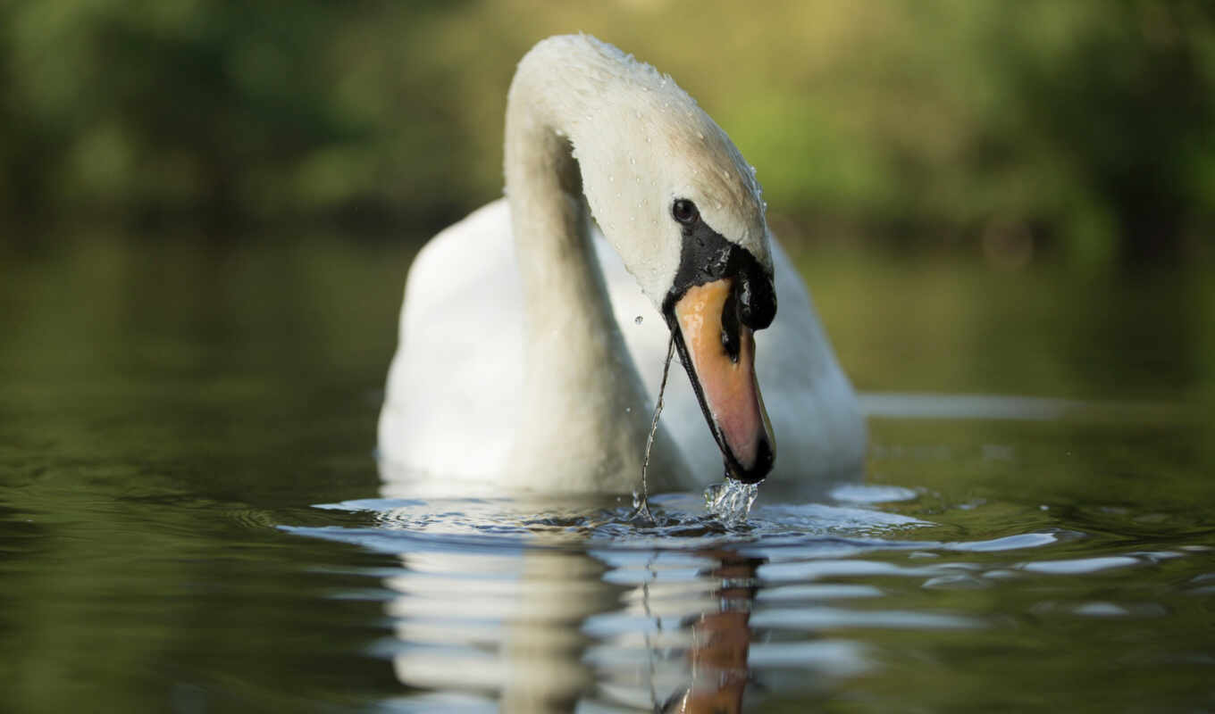 pond, swan, pxfuelpage