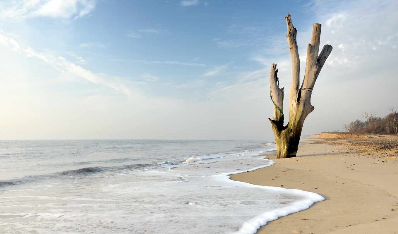 дерево, пляж, побережье, suffolk