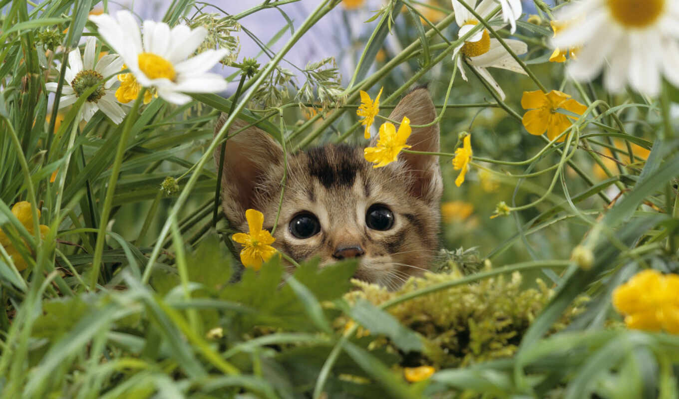 цветы, трава, кот, котенок, animal