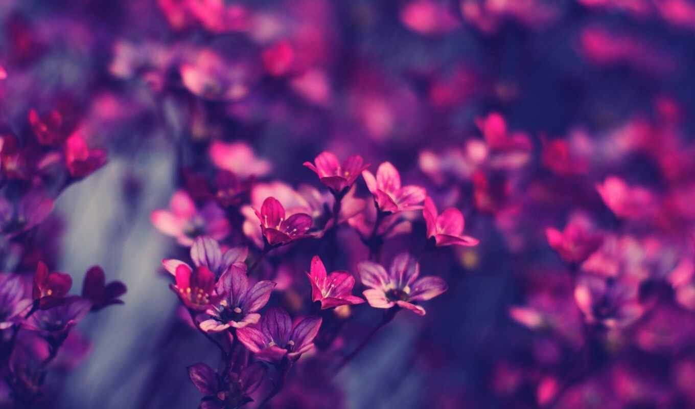 flowers, picture, macro, purple, tumblr, pink, foliage, branch, well