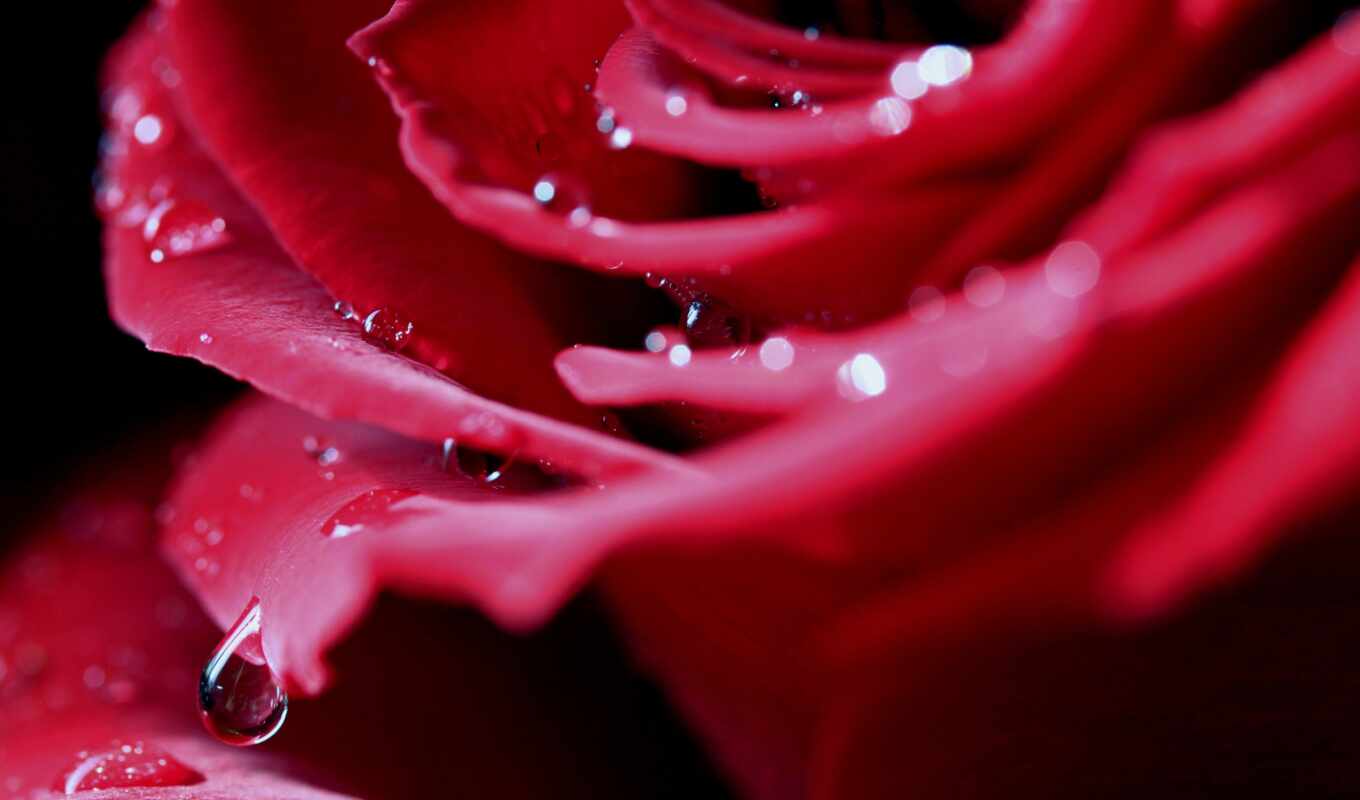 flowers, rose, drops, macro, red, scarlet, petals