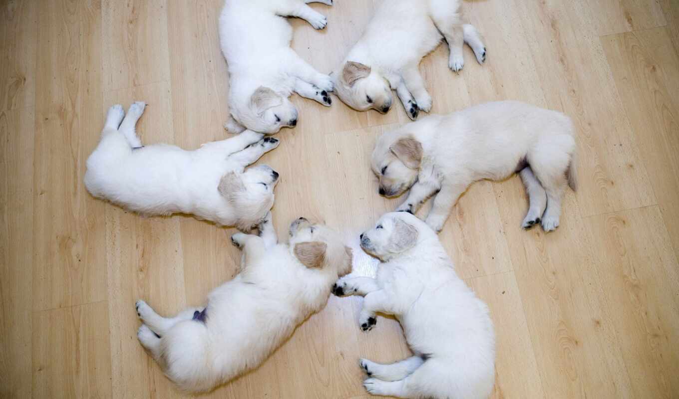 собака, щенок, labrador, щенки, retriever, лабрадора, спящие, щенка, лабрадоры