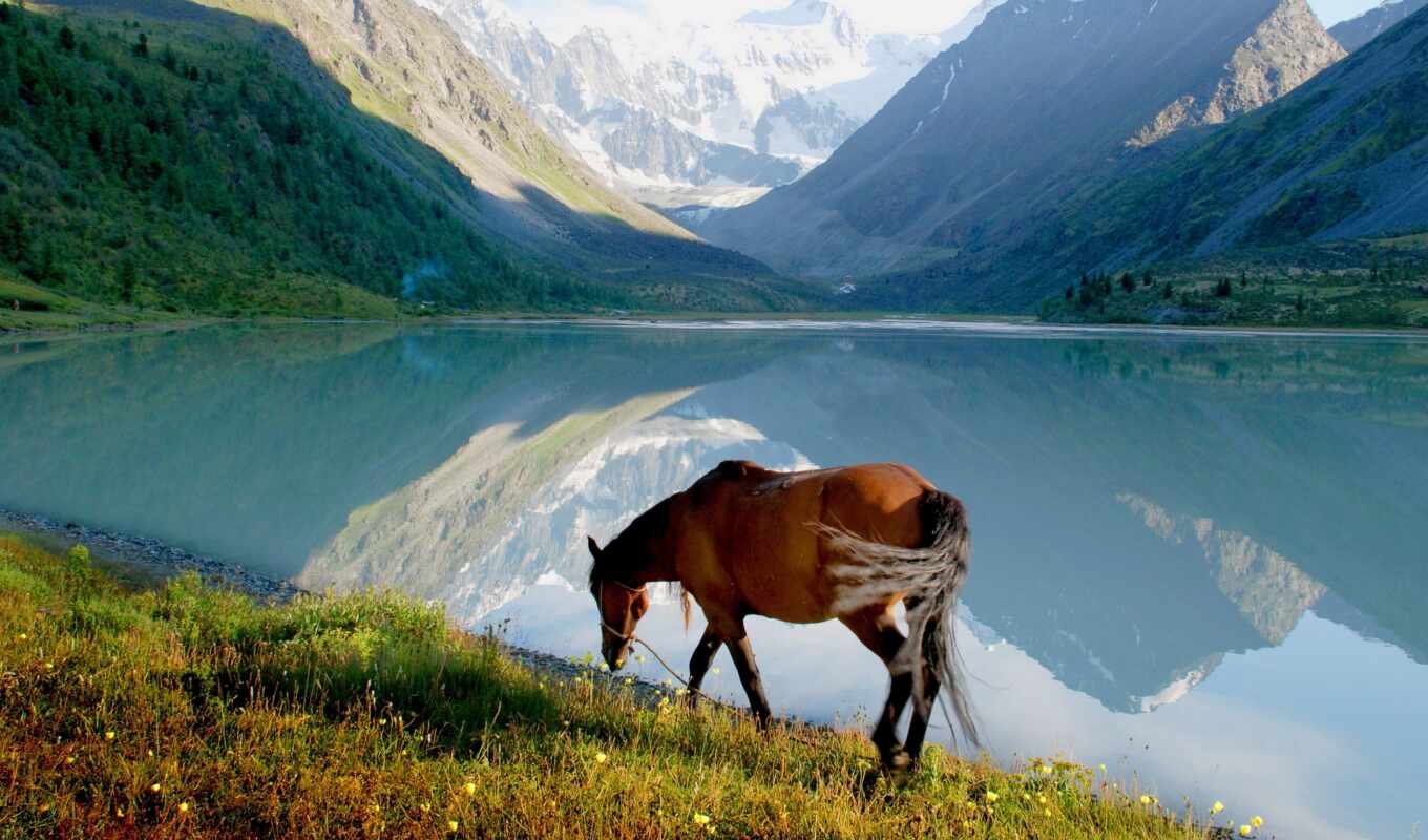 озеро, лошадь, трава, гора, прогулка, место, красивый, romantic, available, бюджетный