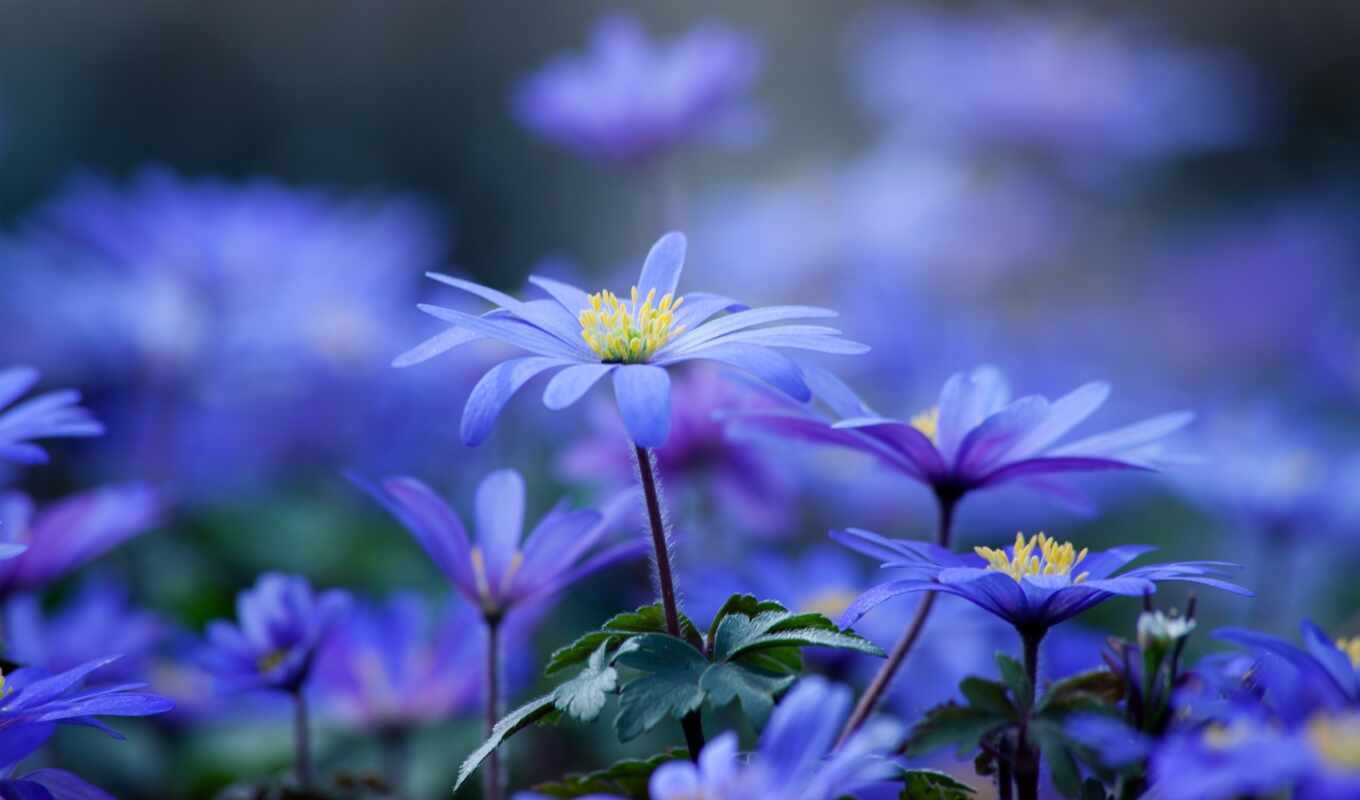 flowers, blue, petal, beautiful, wallbox, iphone, screensaver