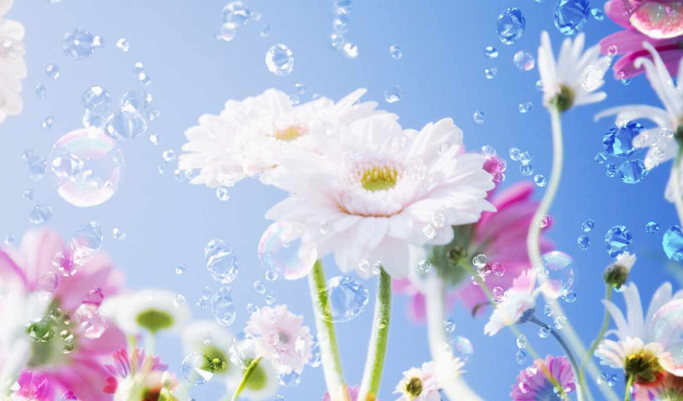 nature, sky, flowers, drop, white, bubble, petal, bright, a drop