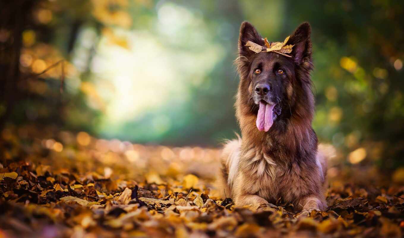 you, собака, осень, собаки, листва, овчарка, боке, язык, tapety