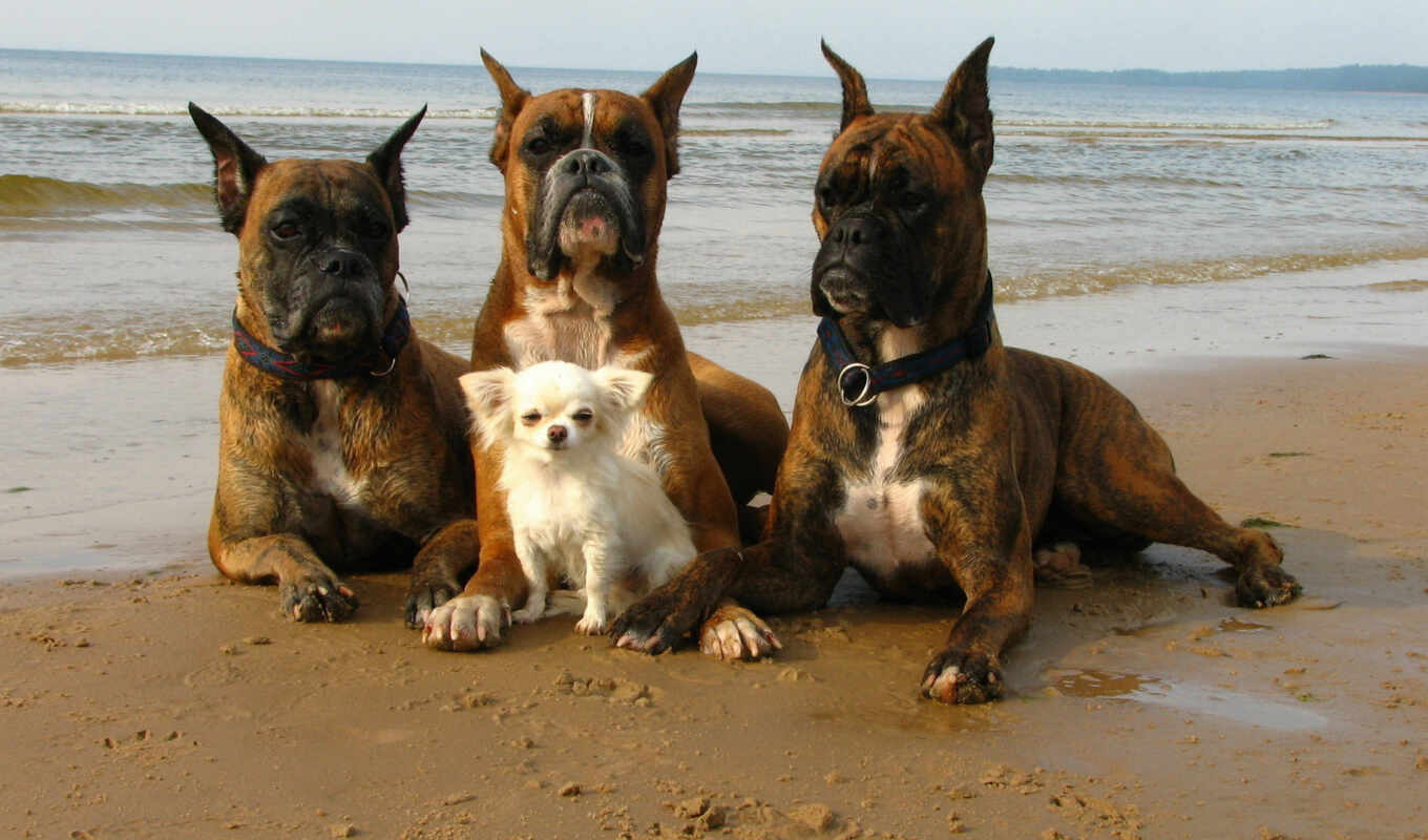 пляж, песок, собака, adult, бойцы