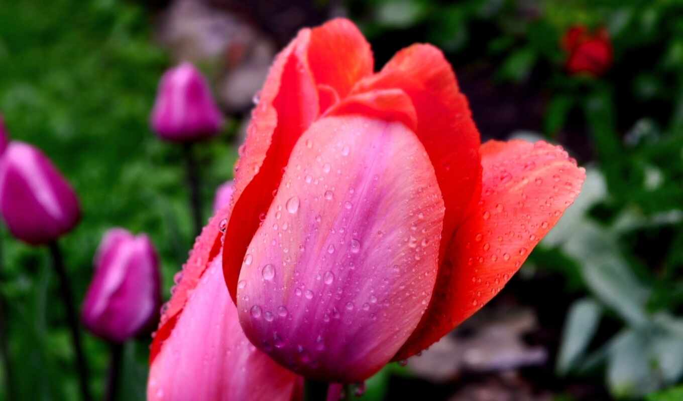 flowers, picture, bokeh, a drop, tulip
