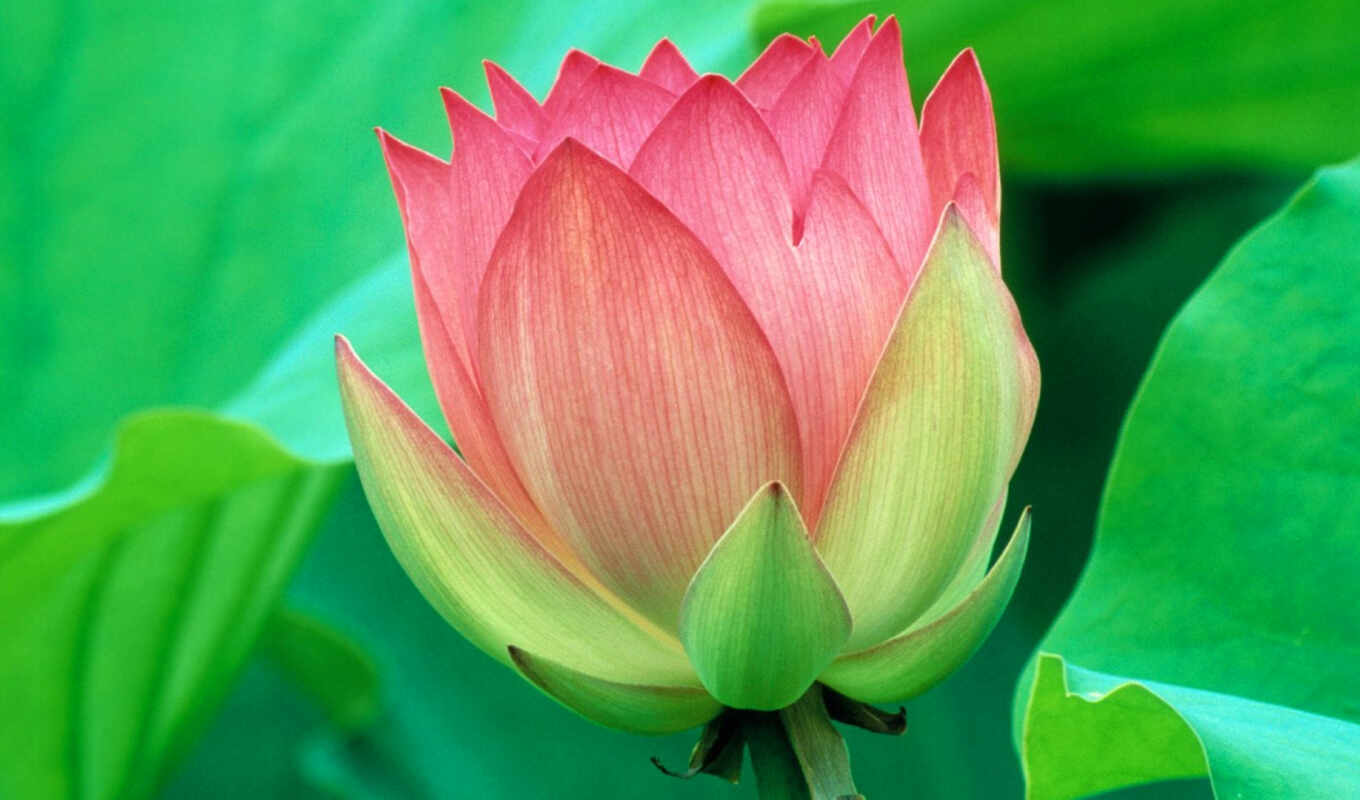 найти, lotus, разные, превью, растительность, цветущий, миром, приглашаем, посетители, уважаемые, поделиться
