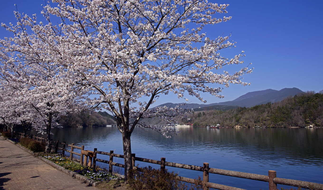 весна, Сакура, japanese, широкоформатные, весенние, канал, огни, цветение, ночь, цветы, пришла, 