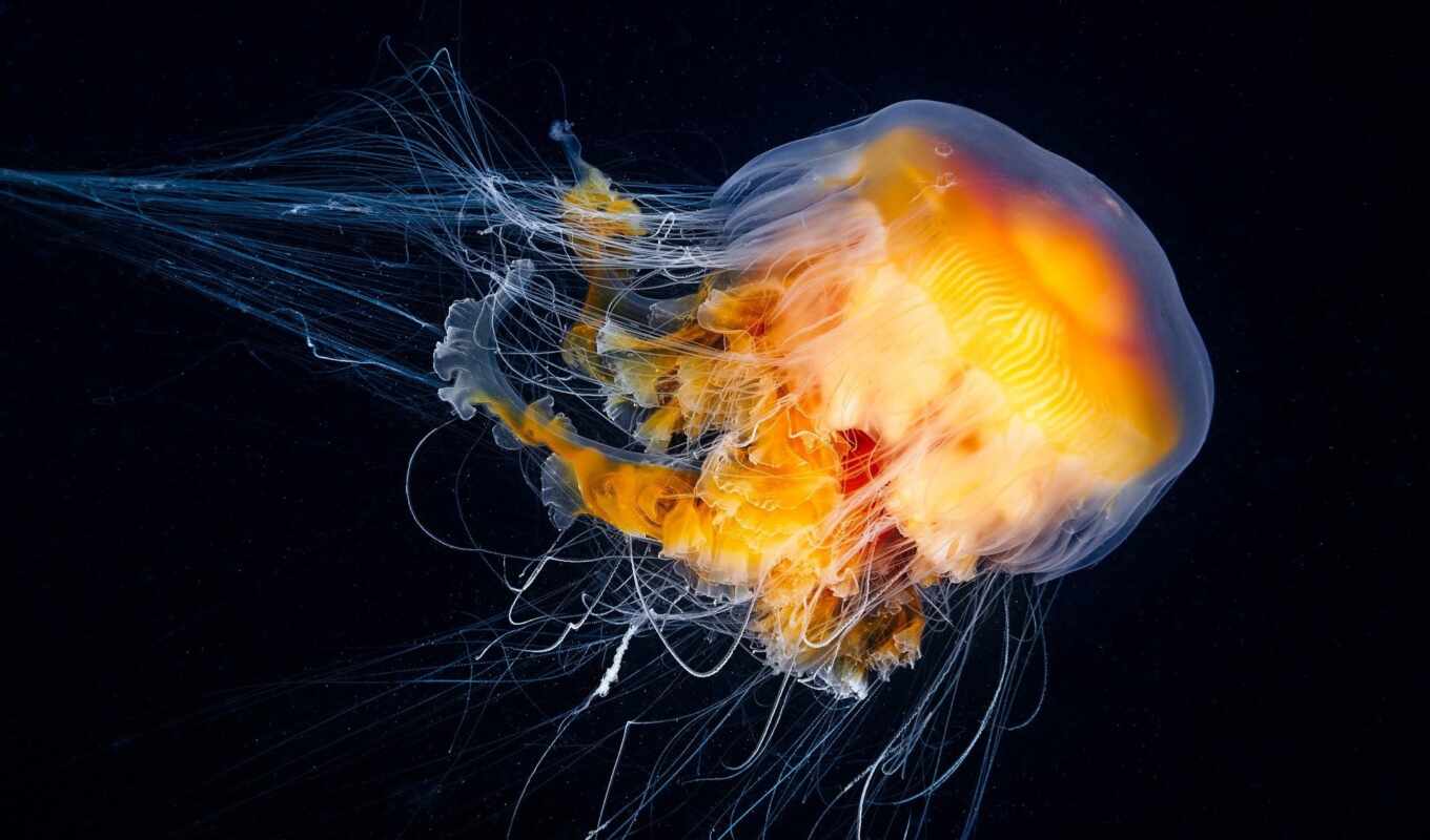 you, взгляд, unknown, медузы, jellyfish, медуз, морских, марианской, впадине, aurelia, стажировки
