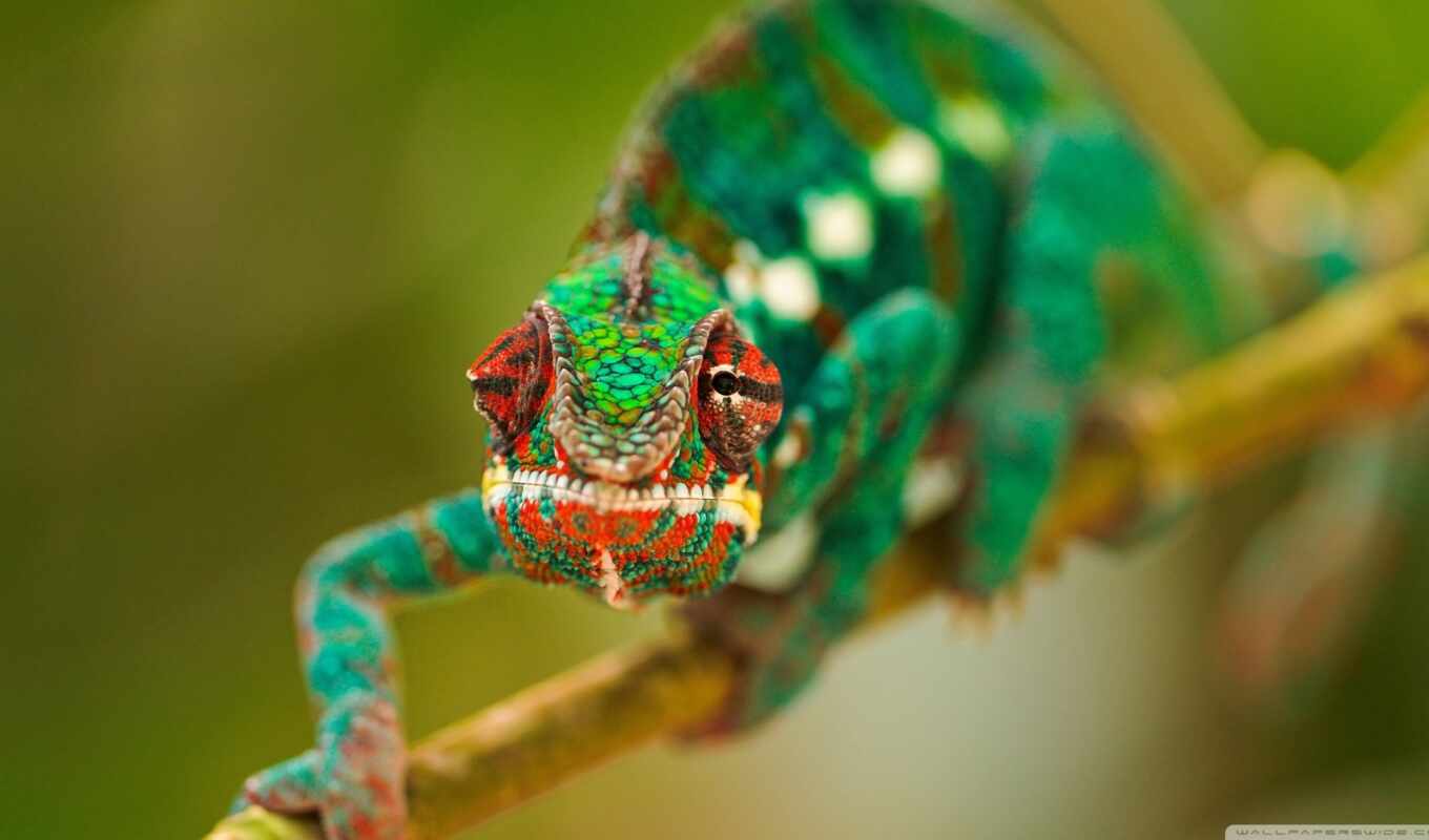 широкоформатные, зелёный, branch, color, ящер, chameleon