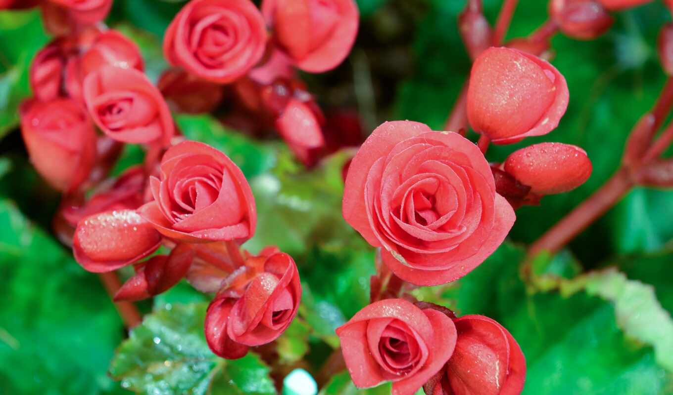 фото, цветы, red, flowers, closeup, бутон, begonia