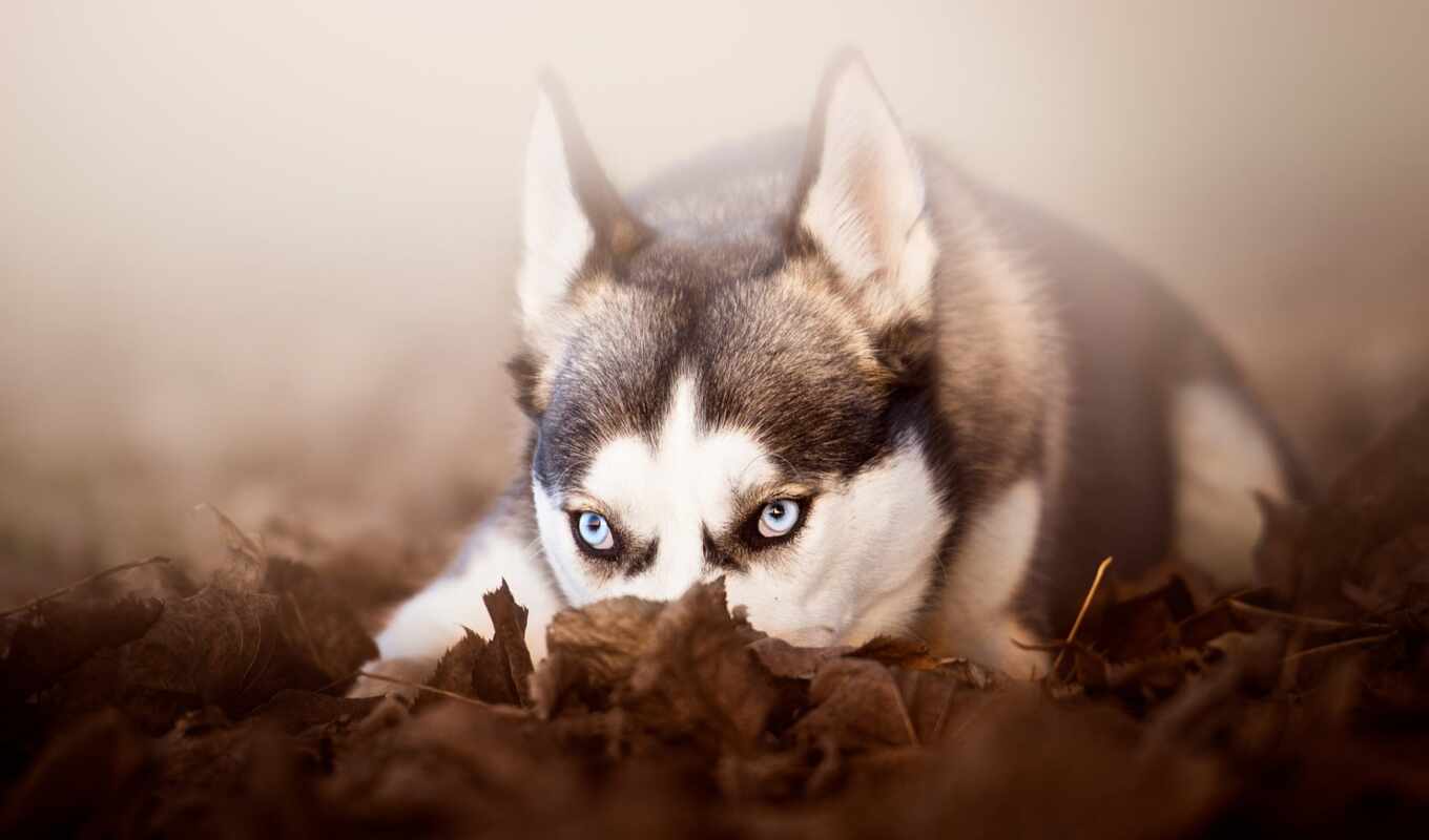 blue, глаз, глаза, собака, смотреть, щенок, хаски, mit, augen, siberian, хаска