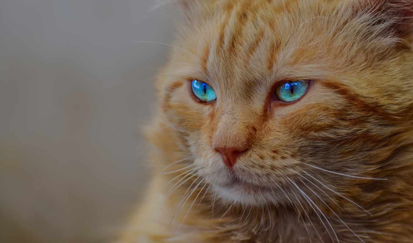 lion, eyes, cat, see, animal, public, feline, domain, advertisement, eye, azule