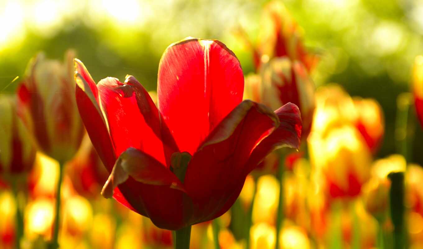 flowers, tulip, sprenger