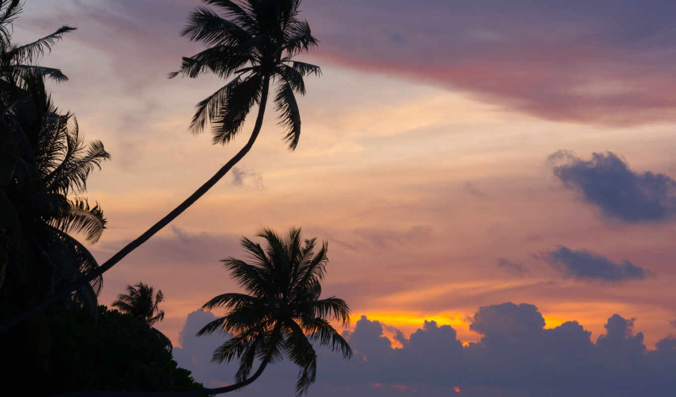 природа, дерево, закат, рассвет, ocean, силуэт, palm, maldives, afterglow, permission