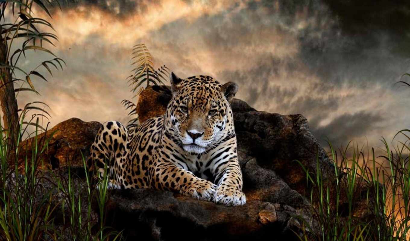 леопард, animal