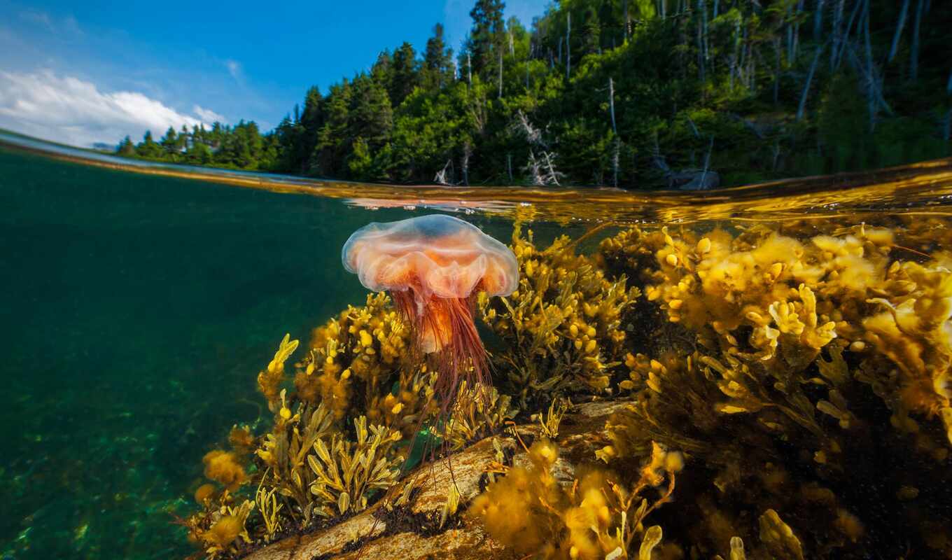 грива, jellyfish