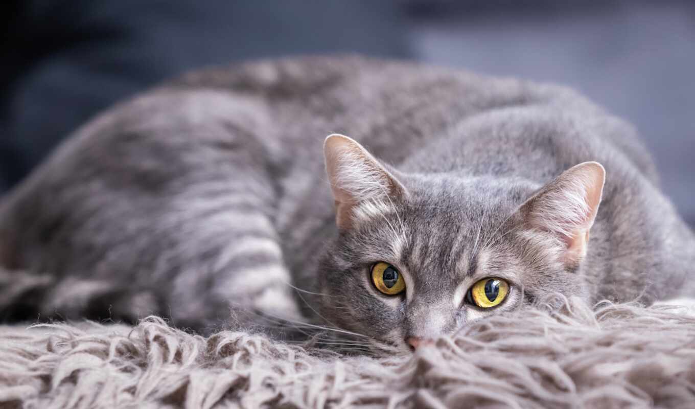 глаз, кот, grey
