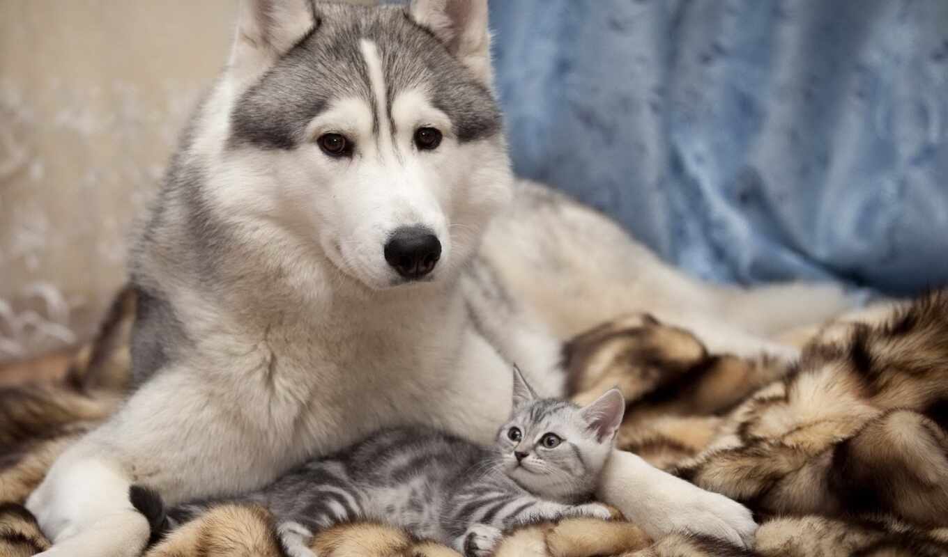 cat, dog, husky, animal, friend, siberian