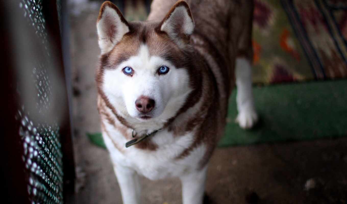 глаз, собака, хаски, порода, animal, siberian