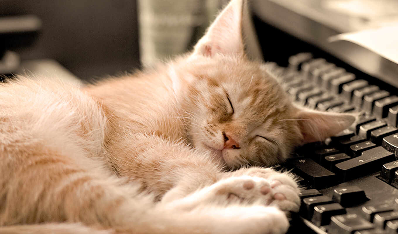 кот, когда, спящая, джейн, спит, умиротворяющего, зрелища